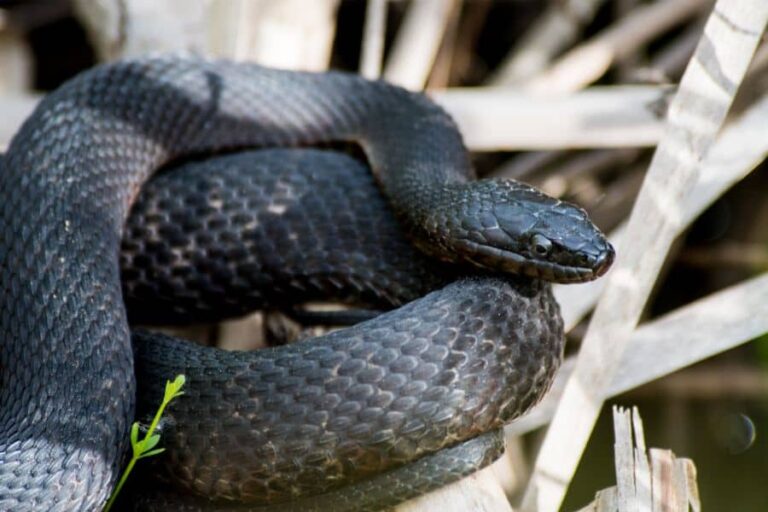 black-snake-in-dream-meaning-and-symbolism-sleep-pilot