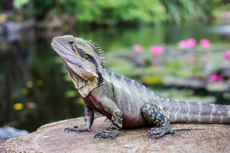 lizard-in-dream-meaning-symbolism-sleep-pilot