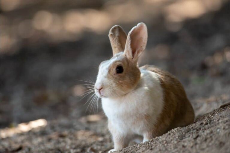 dreaming-of-rabbits-meaning-and-symbolism