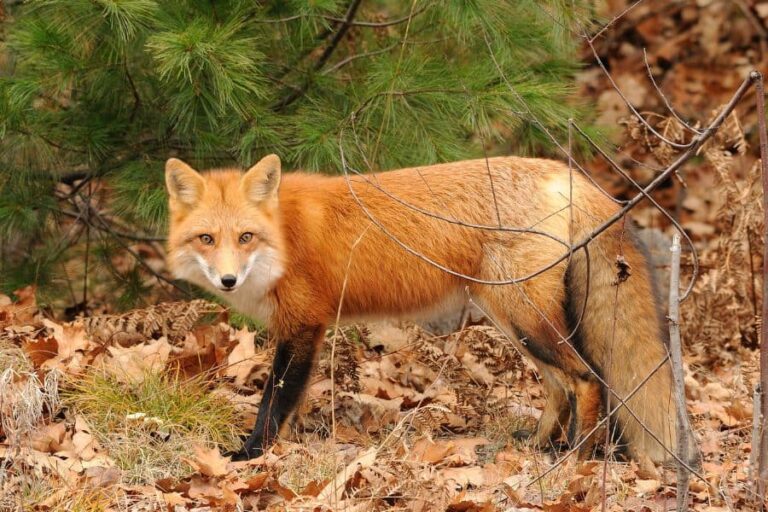 what-does-seeing-a-fox-in-dream-mean-sleep-pilot