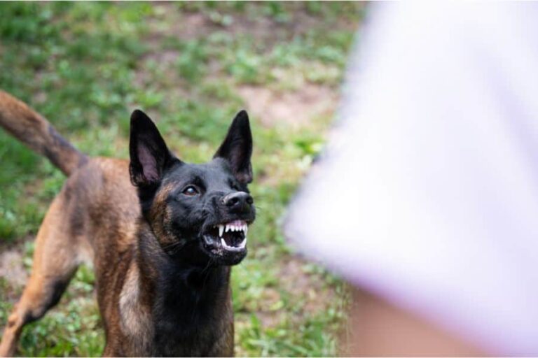 dream-about-dog-attack-meaning-sleep-pilot