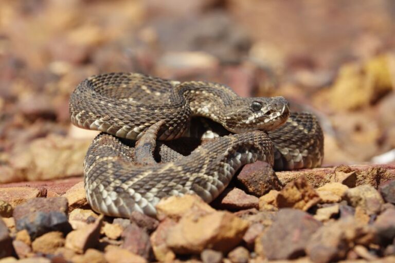 rattlesnake-dream-meaning-and-interpretation