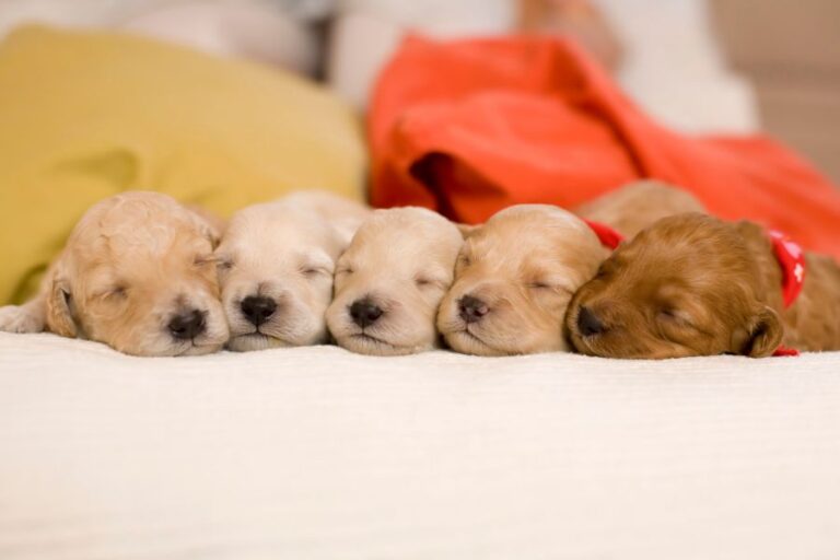 why do i keep dreaming about puppies